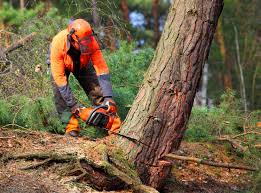 Best Tree Preservation Services  in , ND