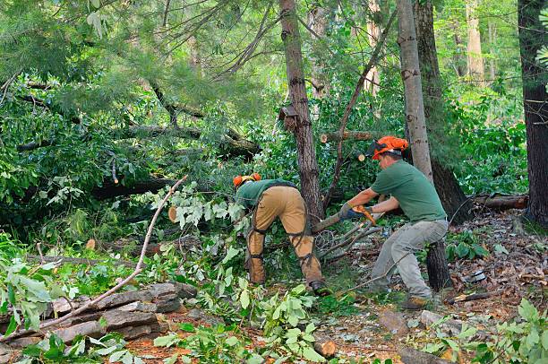 Best Tree Disease Treatment  in , ND